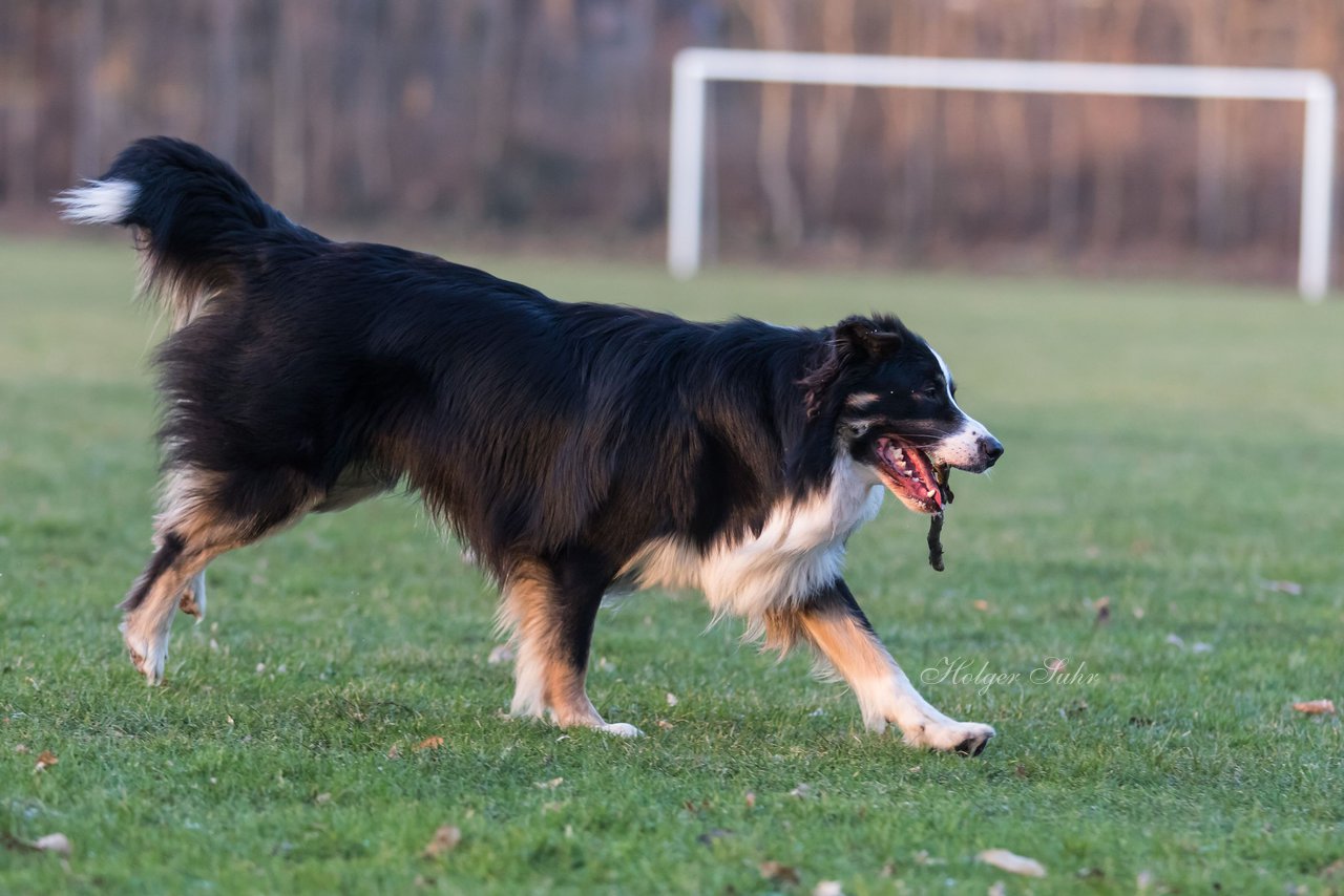 Bild 39 - Hundeshooting